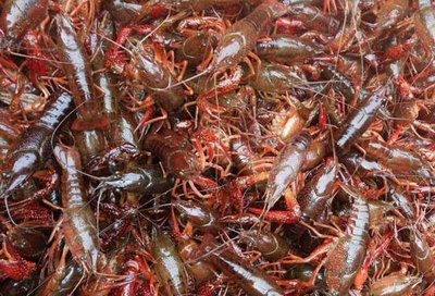 蔣師傅龍蝦調(diào)料廠家教您小龍蝦池塘的消毒步驟